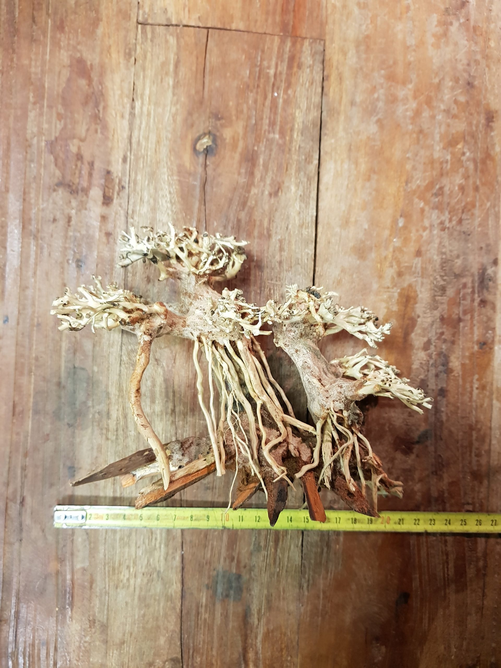 Superfish bonsai twin tree S Exotic Aquatica